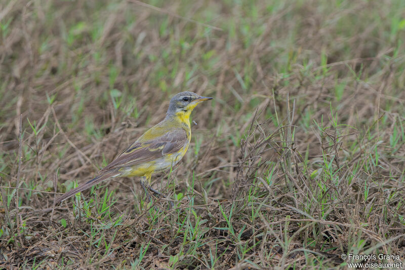 Western Yellow Wagtail