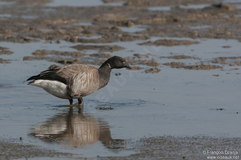 Brant Gooseadult