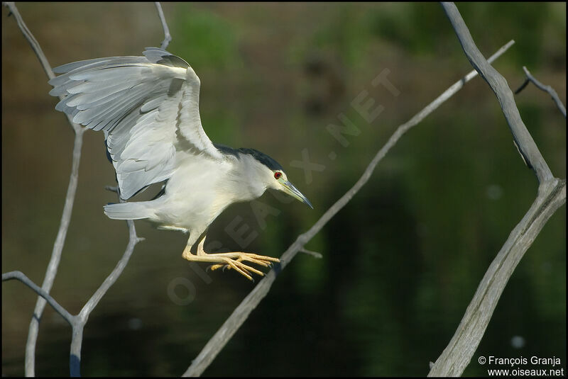 Black-crowned Night Heron male adult