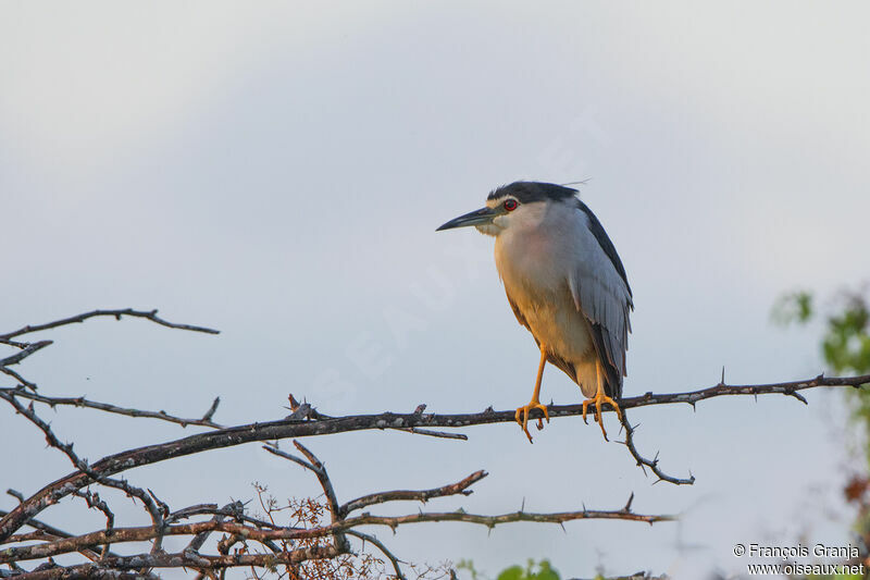 Black-crowned Night Heron