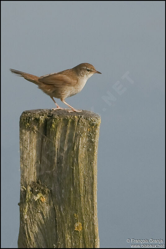 Cetti's Warbleradult