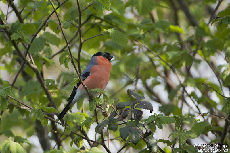 Eurasian Bullfinch male adult