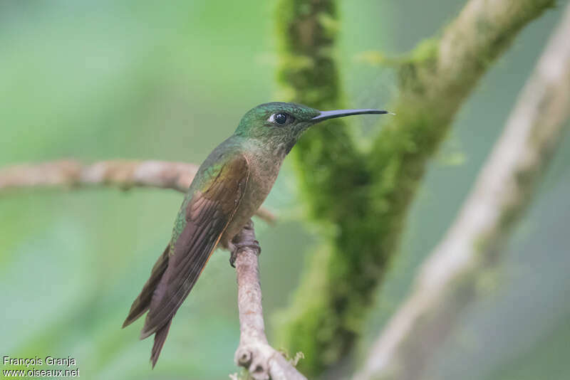 Fawn-breasted Brilliant female, identification