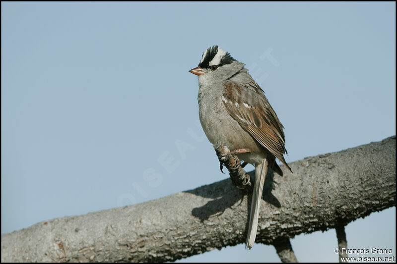 Bruant à couronne blancheadulte