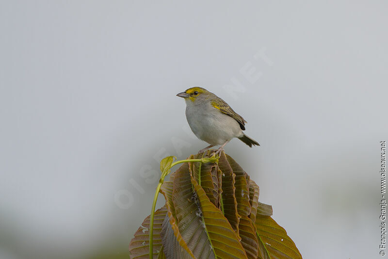 Yellow-browed Sparrow