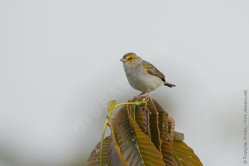 Bruant à front d'or