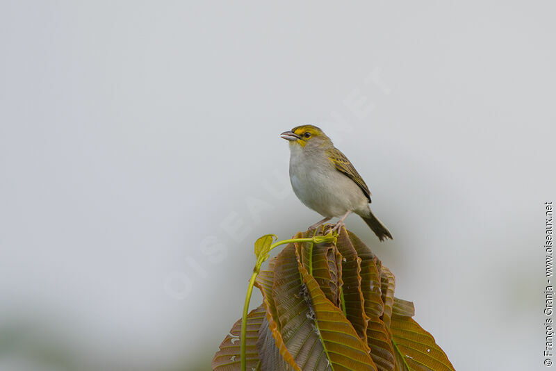 Yellow-browed Sparrow