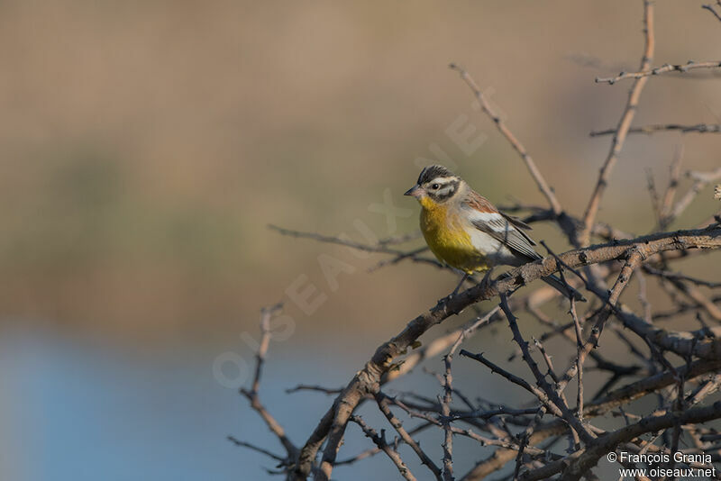 Bruant à poitrine dorée