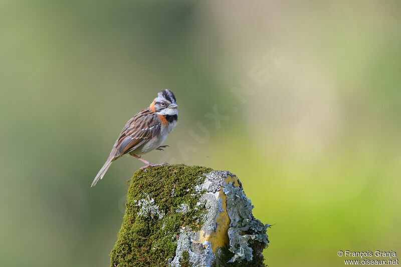 Rufous-collared Sparrow