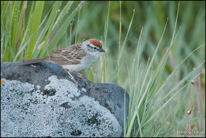 Chipping Sparrowadult