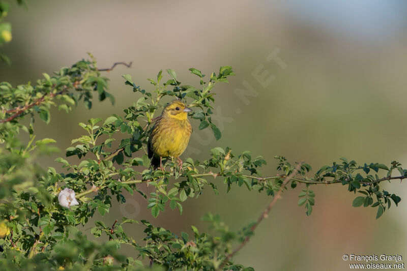 Bruant jaune