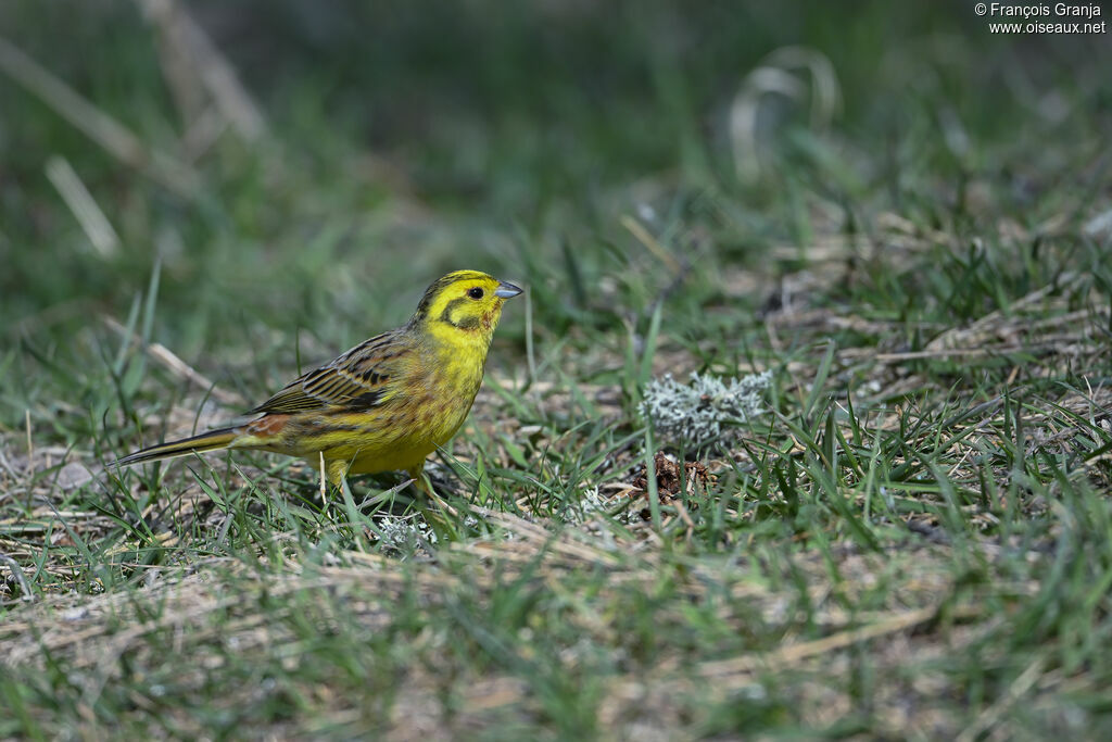 Bruant jaune