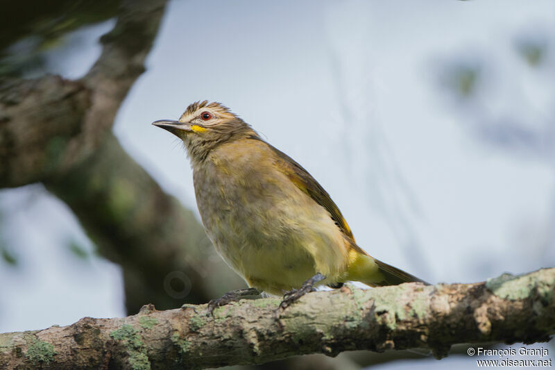 Bulbul à sourcils blancs