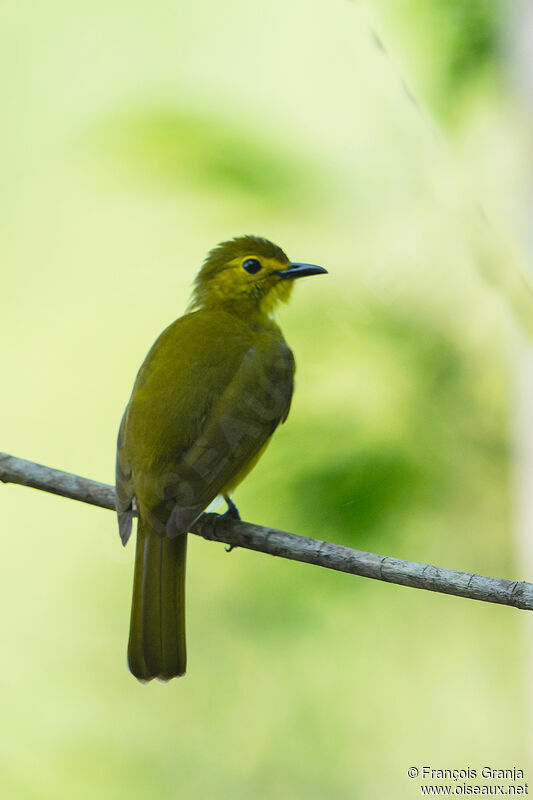 Bulbul à sourcils d'or