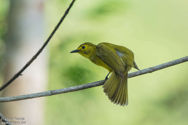 Bulbul à sourcils d'oradulte, Comportement