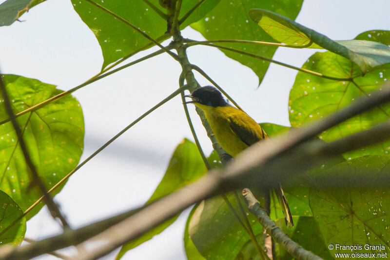 Black-capped Bulbul