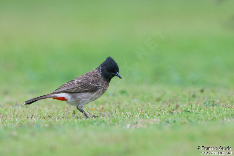 Bulbul à ventre rouge