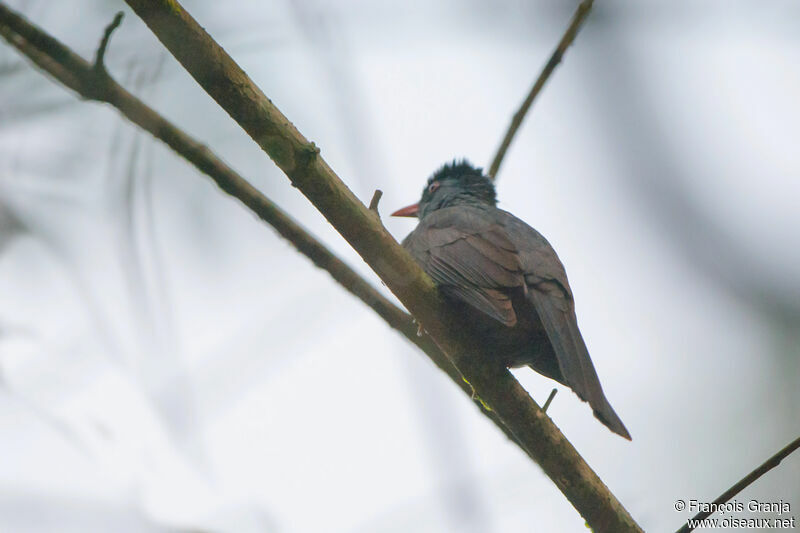 Bulbul des Ghats