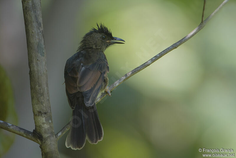 Bulbul merleadulte