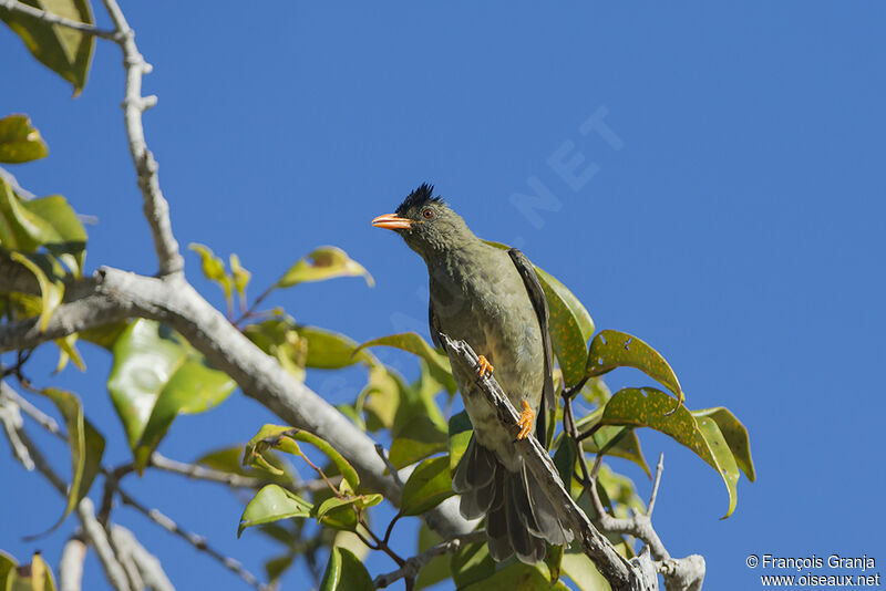 Seychelles Bulbuladult