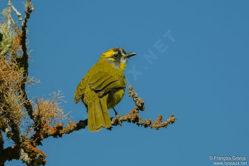 Bulbul oreillard