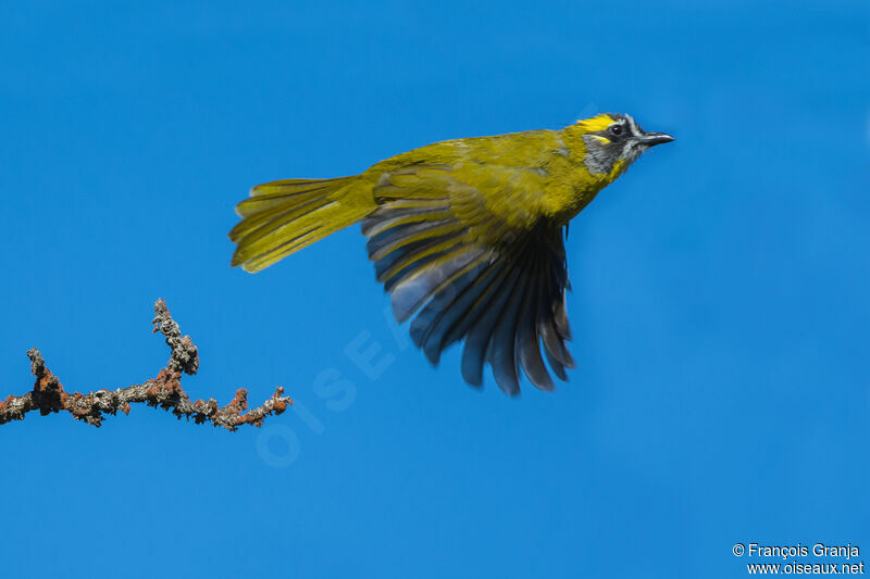 Yellow-eared Bulbul