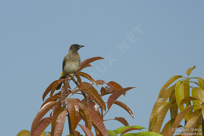 Dark-capped Bulbuladult