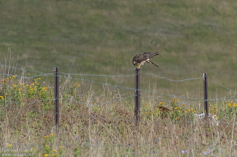 Montagu's Harrier female adult, habitat, Behaviour