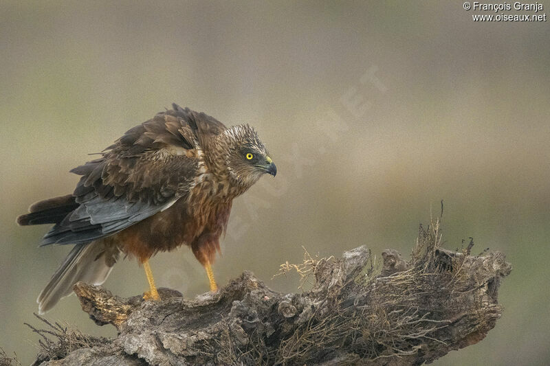 Western Marsh Harrier