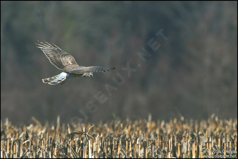 Hen Harrier female adult