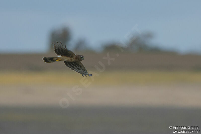 Hen Harrier female