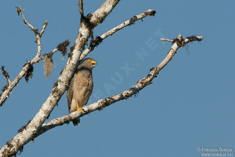 Roadside Hawk