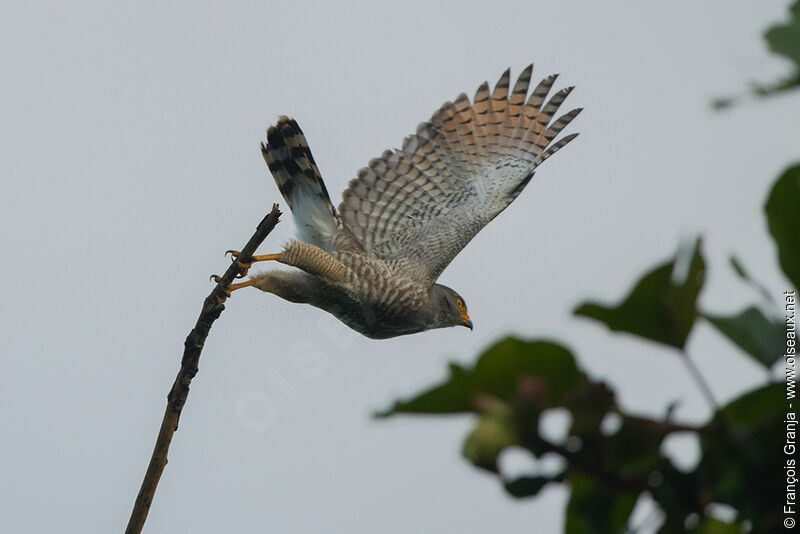 Roadside Hawk