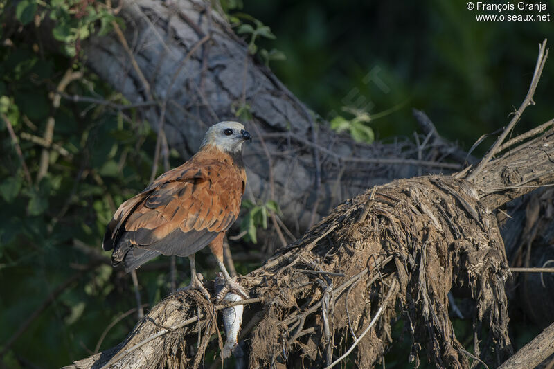 Black-collared Hawk