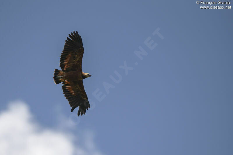 Black-collared Hawk