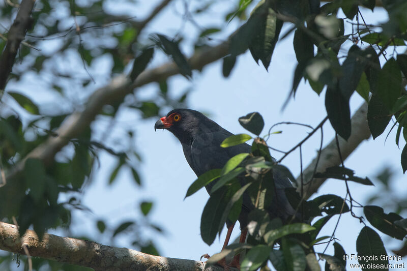 Slate-colored Hawk