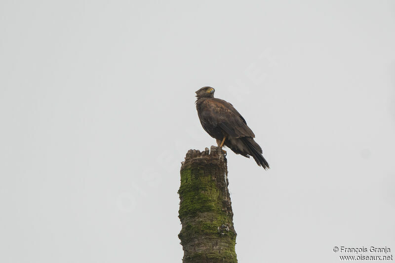 Harris's Hawk