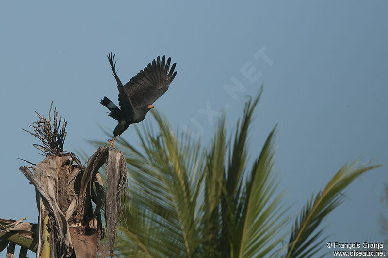 Buse des mangrovesadulte