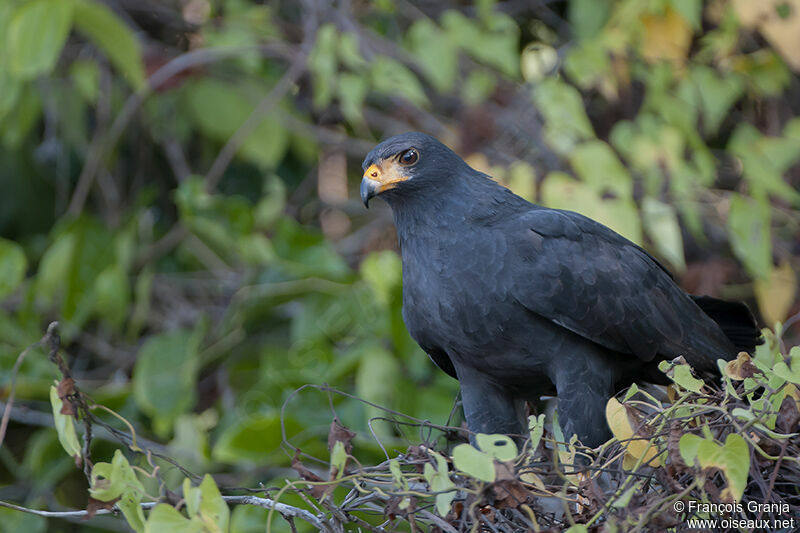 Common Black Hawk (subtilis)adult