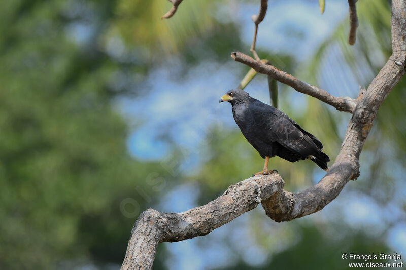 Common Black Hawk