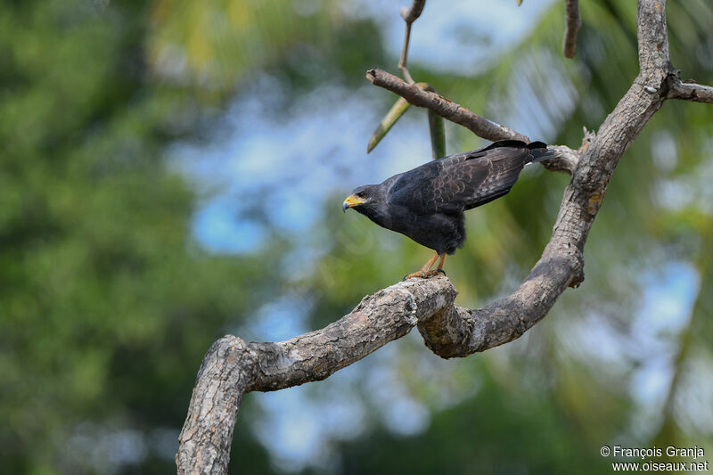 Common Black Hawk