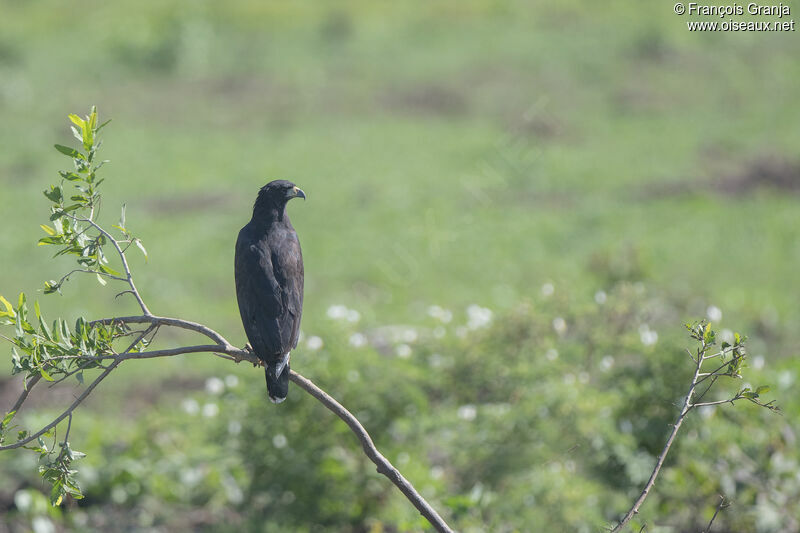 Great Black Hawk