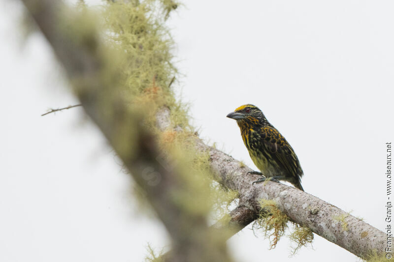 Gilded Barbet female