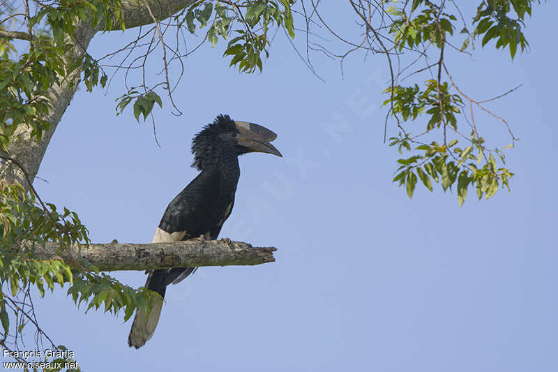 Black-and-white-casqued Hornbill male adult