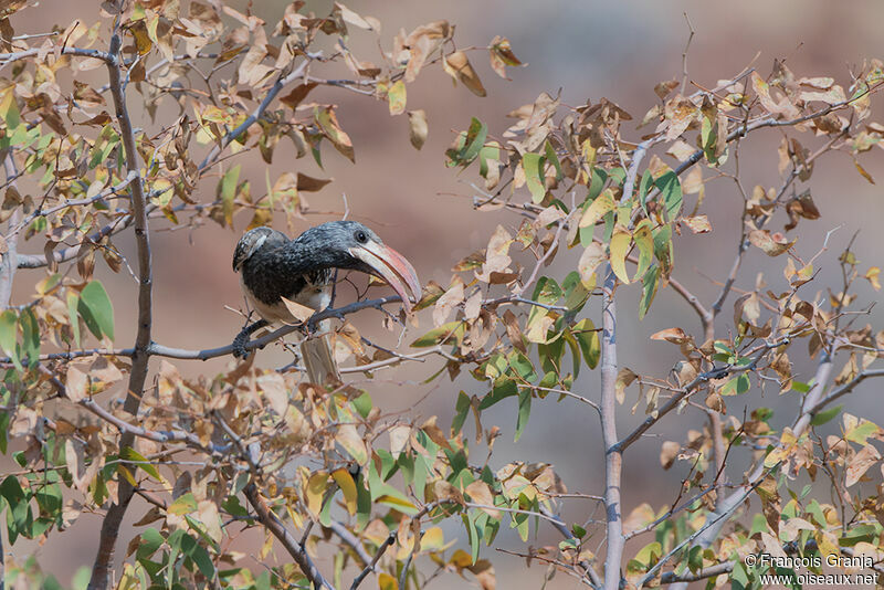 Monteiro's Hornbill