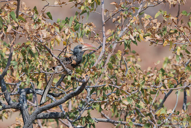 Monteiro's Hornbill