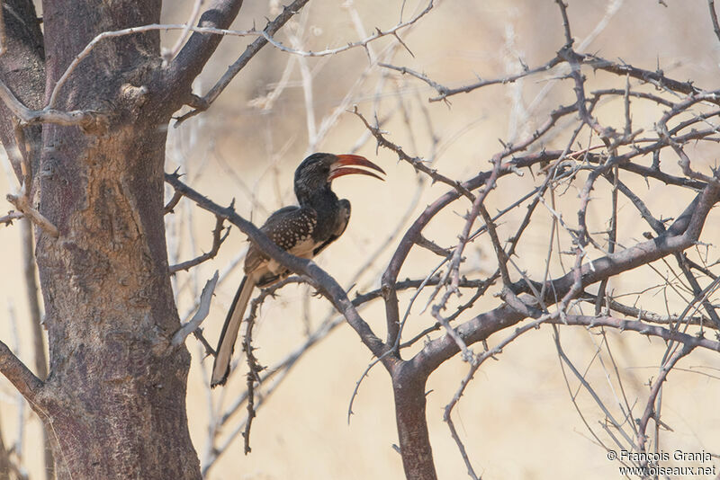 Monteiro's Hornbill