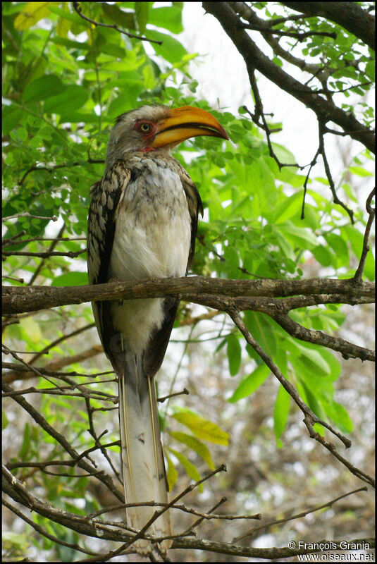 Calao leucomèle