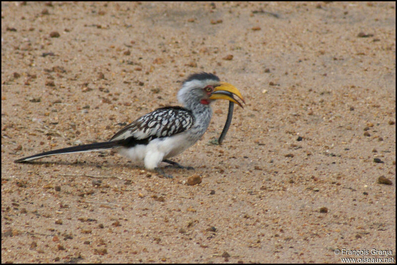 Southern Yellow-billed Hornbill