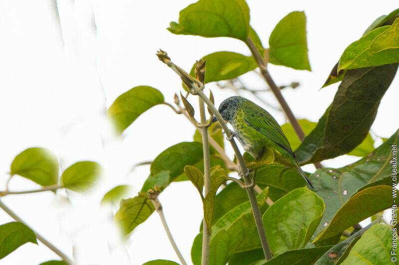 Spotted Tanager